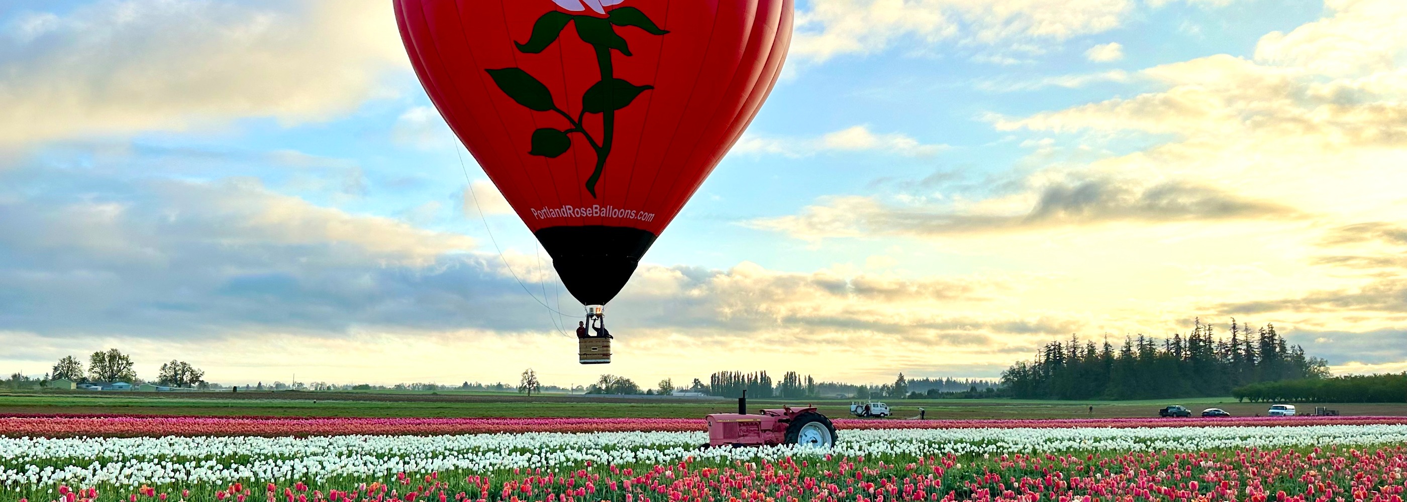 hot air balloon over tulips field