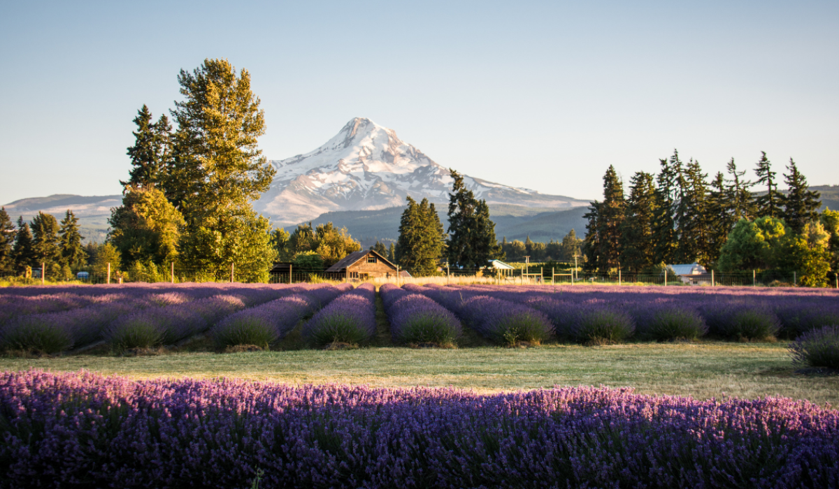 Lavender Farm in front of Mt Hood