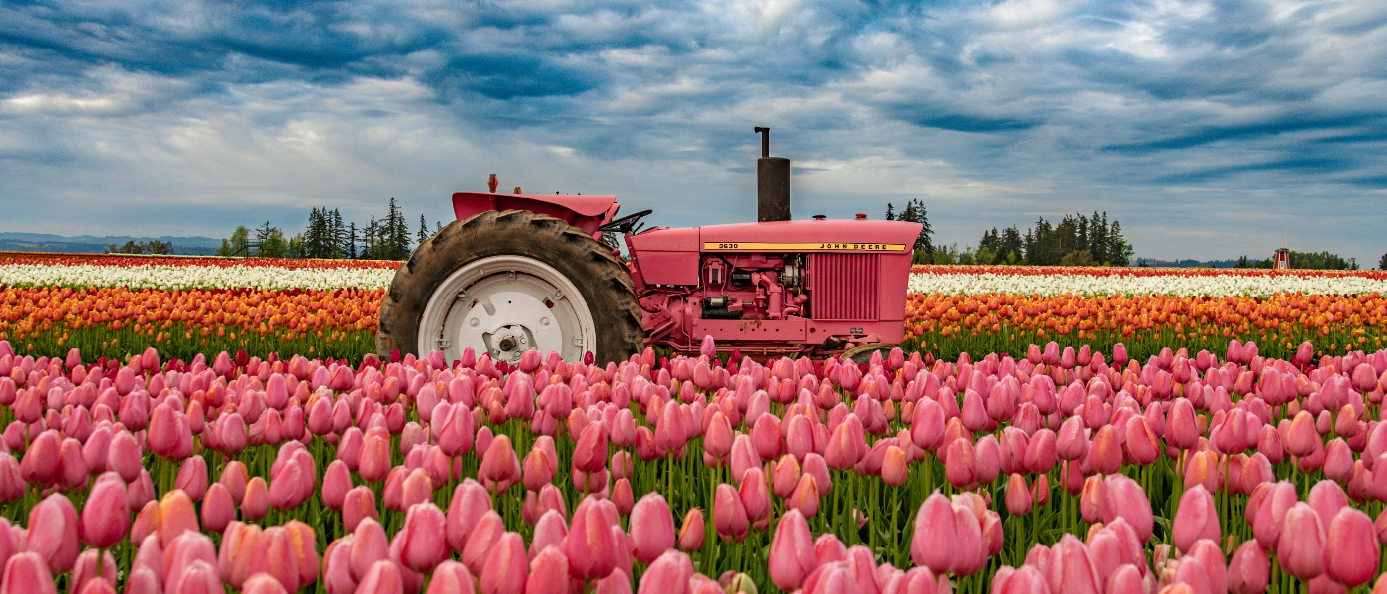 Tractor in field of tulips at Wooden Shoe Tulip Farm
