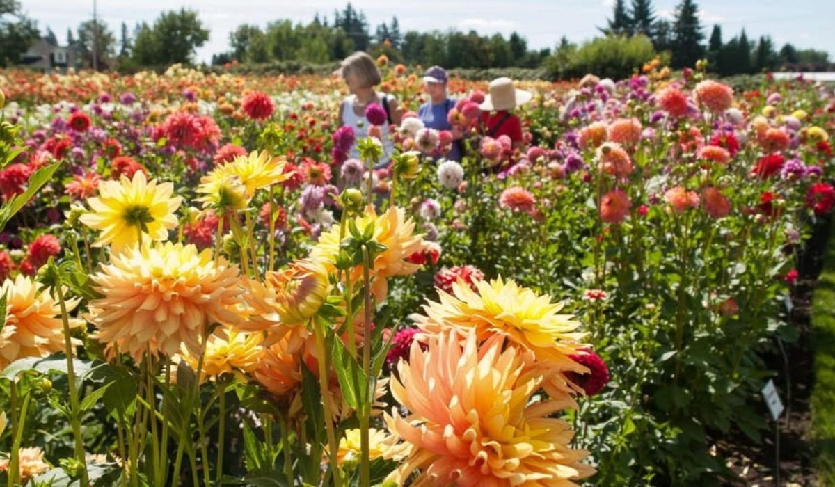 people walking in field of blooming dahlias