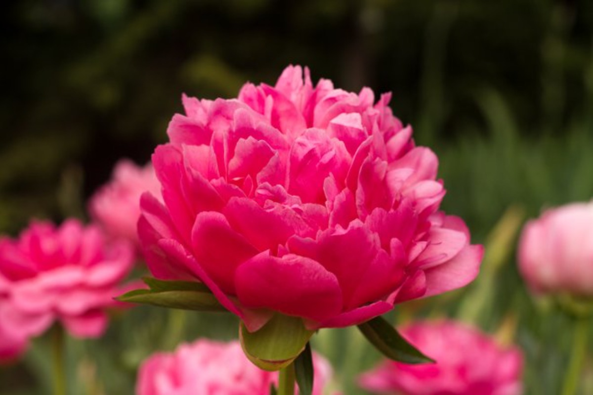 pink peony